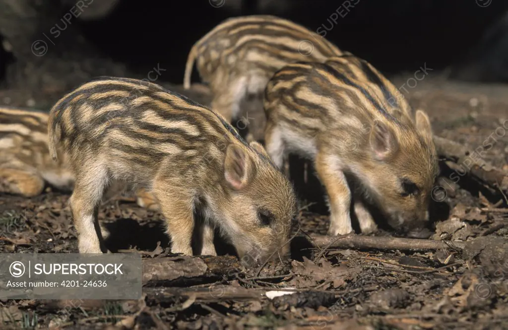 Wild Boar (Sus scrofa) piglets rooting which can destroy habitat