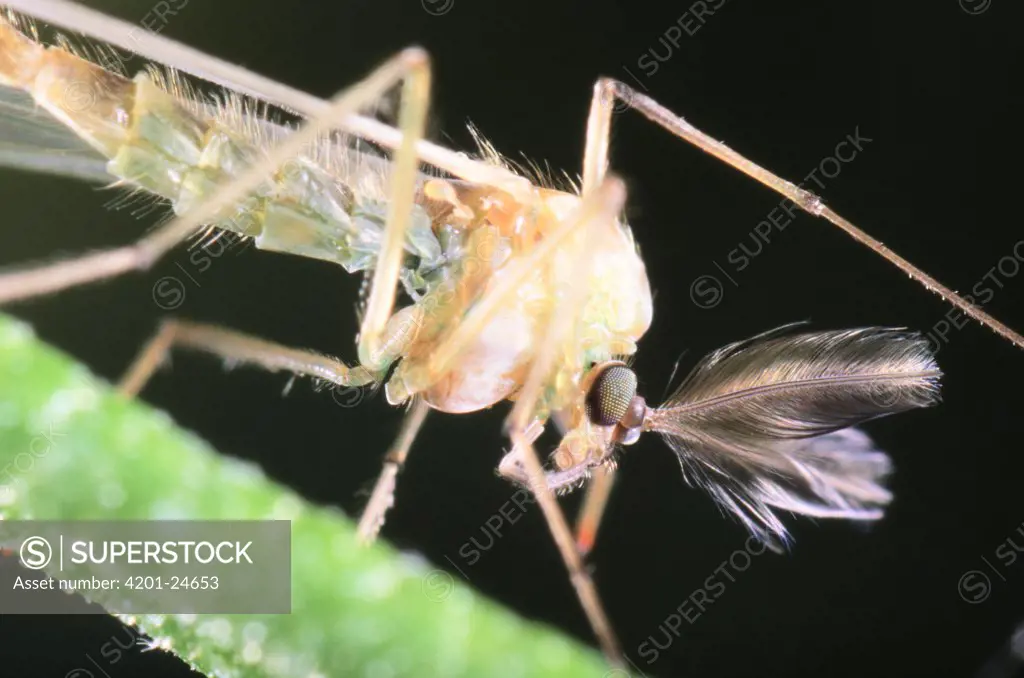 Midge (Chironomidae) close up
