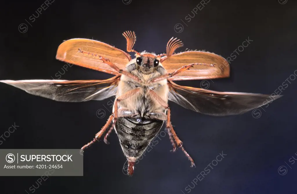 Common Cockchafer (Melolontha melolontha) flying