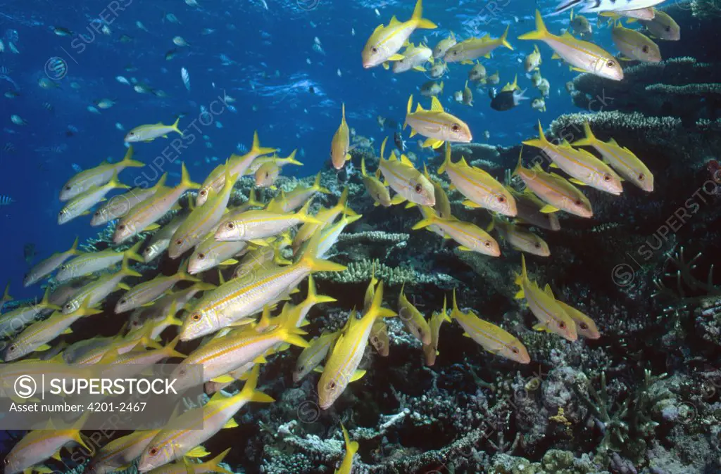 Yellowfin Goatfish (Mulloides vanicolensis) often gather in large schools during the day but disperse at night to feed, Great Barrier Reef, Queensland, Australia