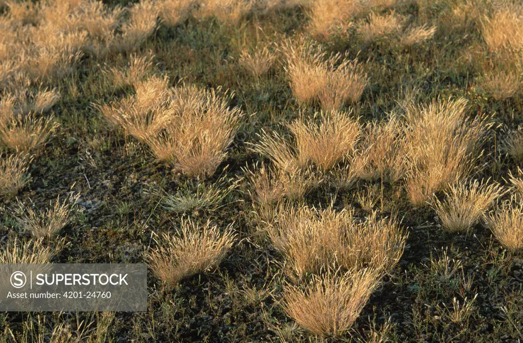 Gray Clubawn Grass (Corynephorus canescens) brown clumps