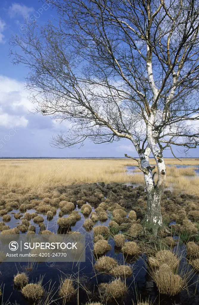 Flooded heath, Dwingelderveld National Park, Ruinen, Netherlands
