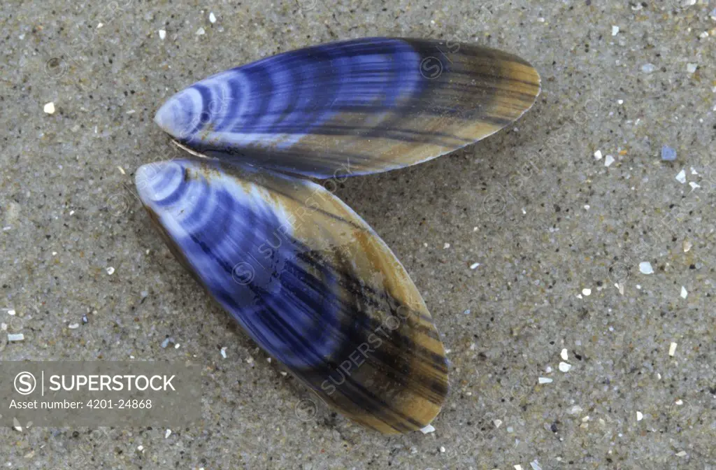 Blue Mussel (Mytilus edulis) opened shell on beach