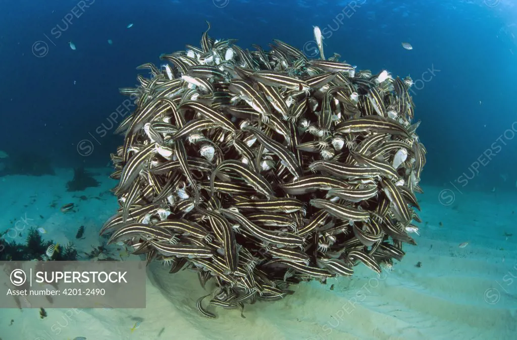 Striped Catfish (Plotosus lineatus) form amazingly dense schools for protection from predators, Forster-Tuncurry, New South Wales, Australia