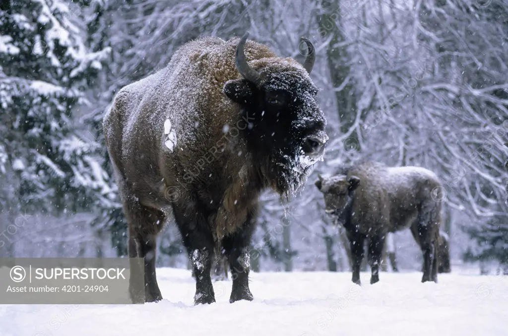 European Bison (Bison bonasus) pair in snow, Europe