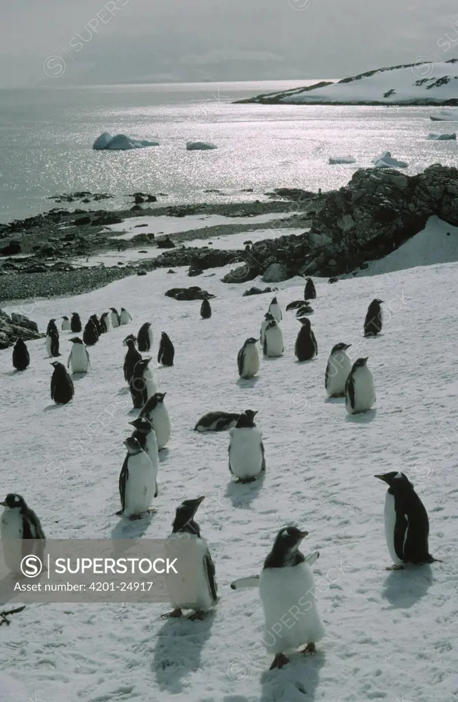 Gentoo Penguin (Pygoscelis papua) rookery, Antarctica