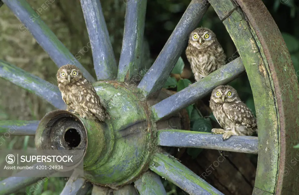 Little Owl (Athene noctua) three owlets on wagon wheel, Europe