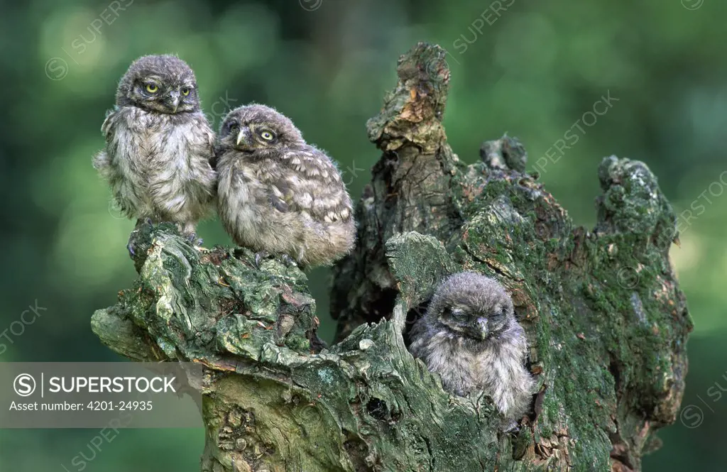 Little Owl (Athene noctua) three young owlets in snag, Europe