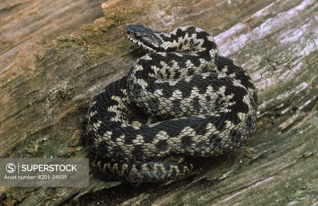 Common European Adder (Vipera berus) adult coiled on the ground