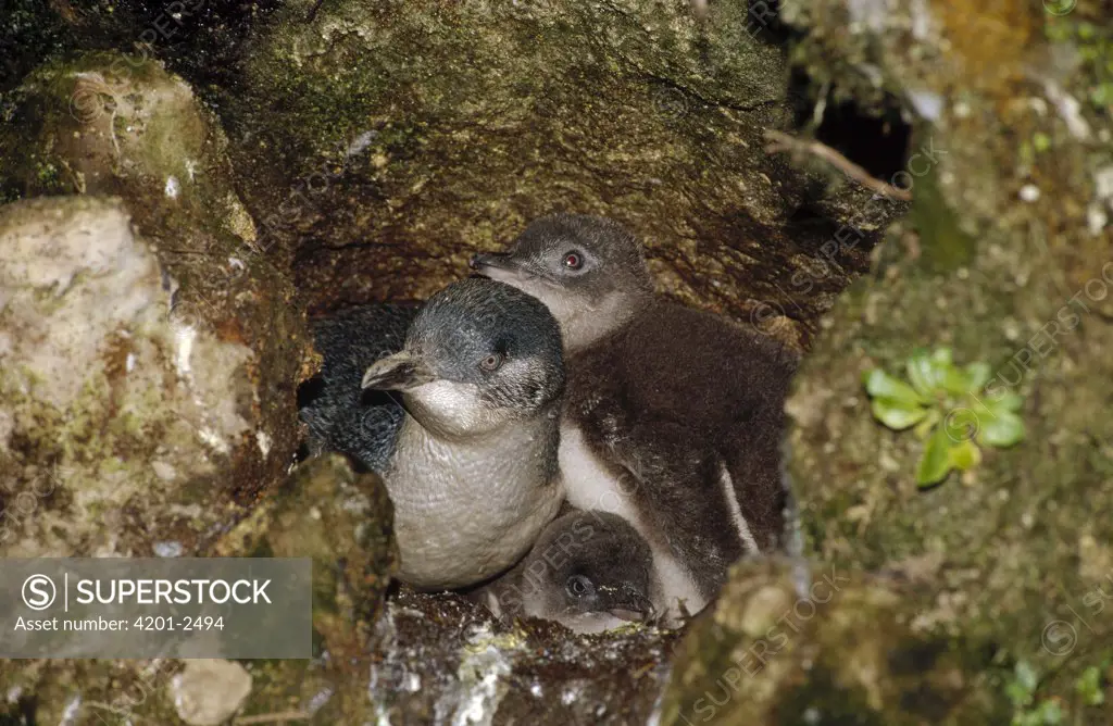 Little Blue Penguin (Eudyptula minor) adult and two chicks at their nest among rocks at the base of a cliff, Port Campbell, Victoria, Australia