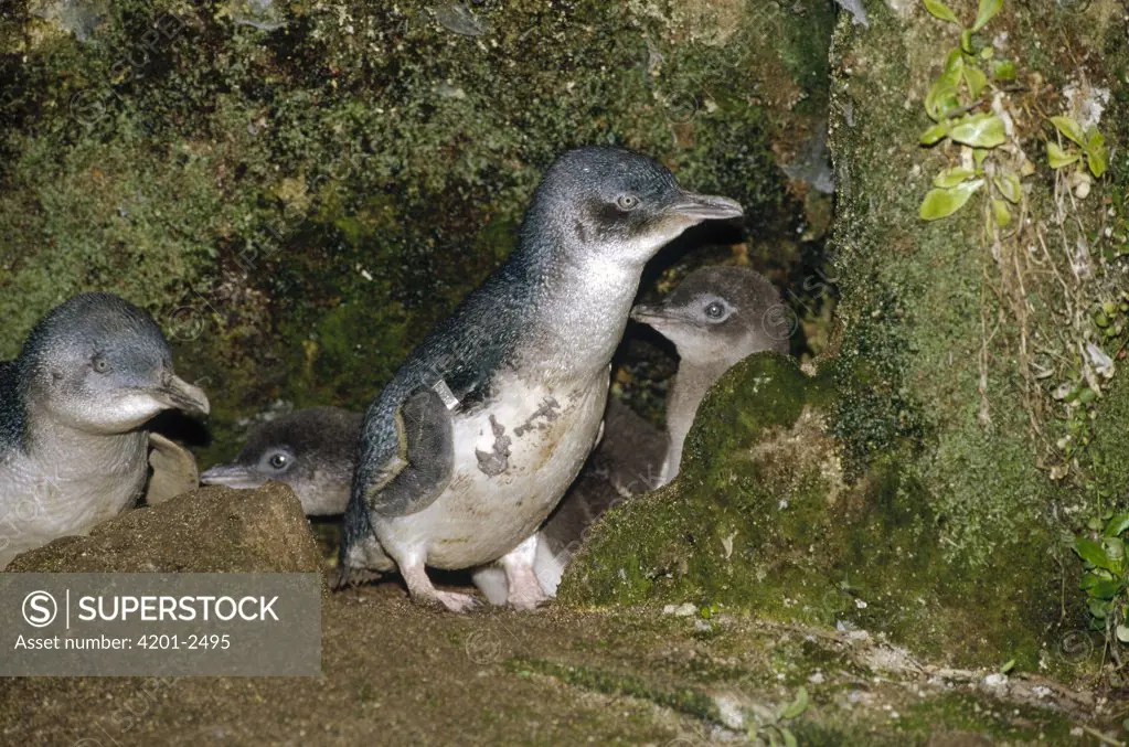 Little Blue Penguin (Eudyptula minor) two chicks and parents who have just arrived to feed them, Port Campbell, Victoria, Australia