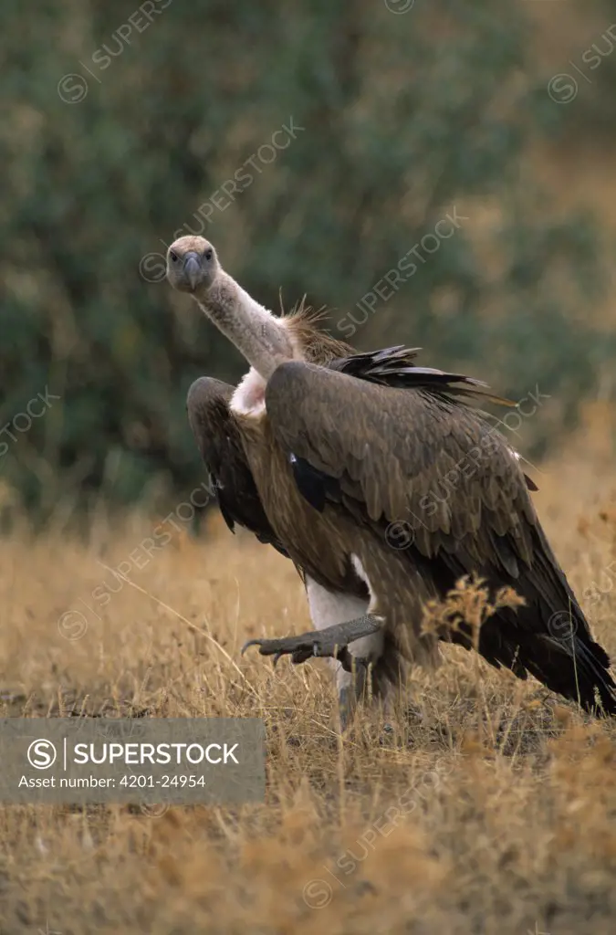 Griffon Vulture (Gyps fulvus) large adult walking