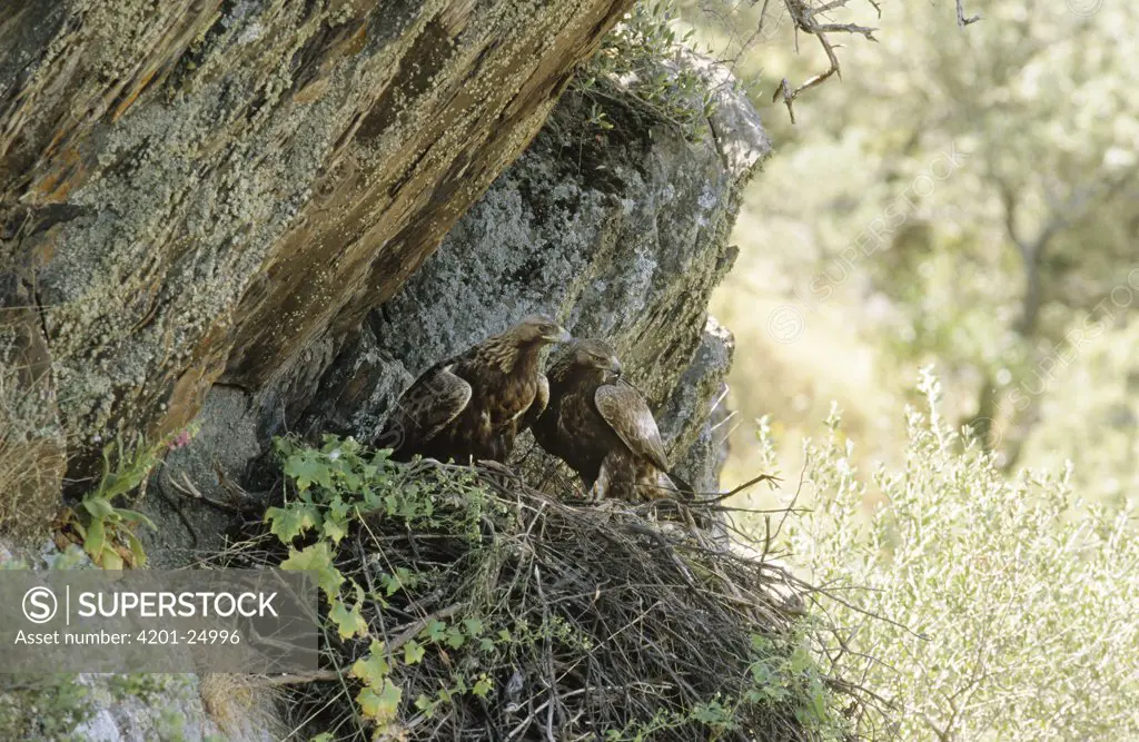 Golden Eagle (Aquila chrysaetos) nesting pair