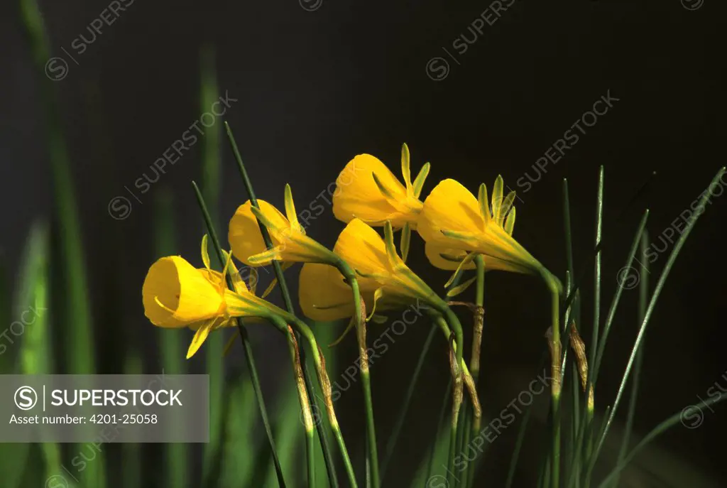 Daffodil (Narcissus pseudonarcissus) flowering
