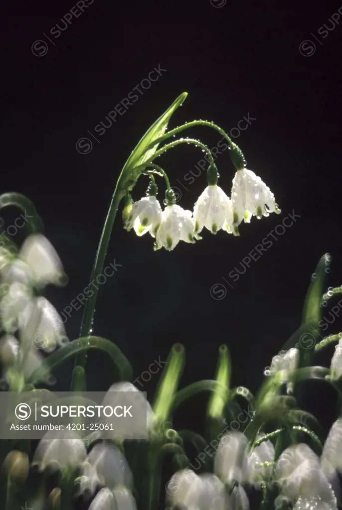 Summer Snowflake (Leucojum aestivum) flowering