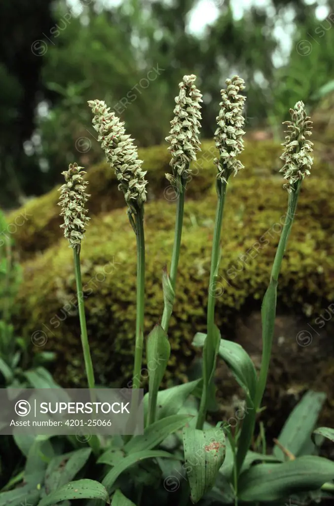 Dense Flowered Orchid (Neotinea maculata), Spain