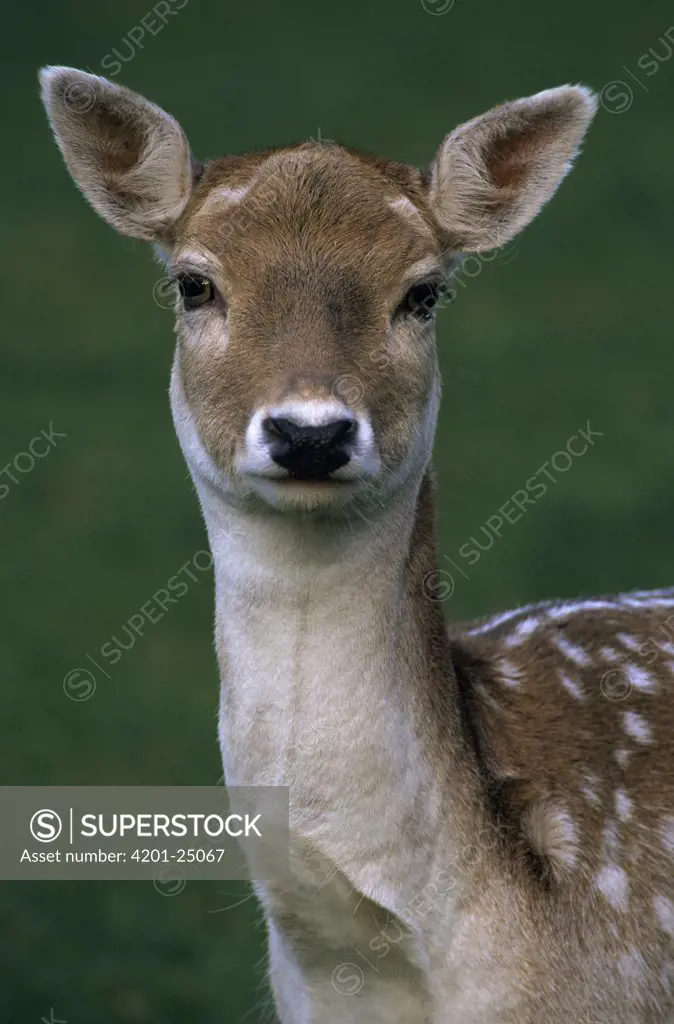 Fallow Deer (Dama dama) doe portrait, Europe
