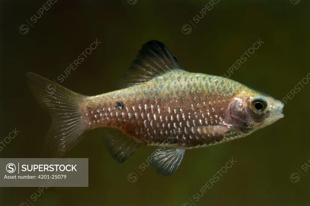 Rosy Barb (Barbus conchonius) aquarium fish
