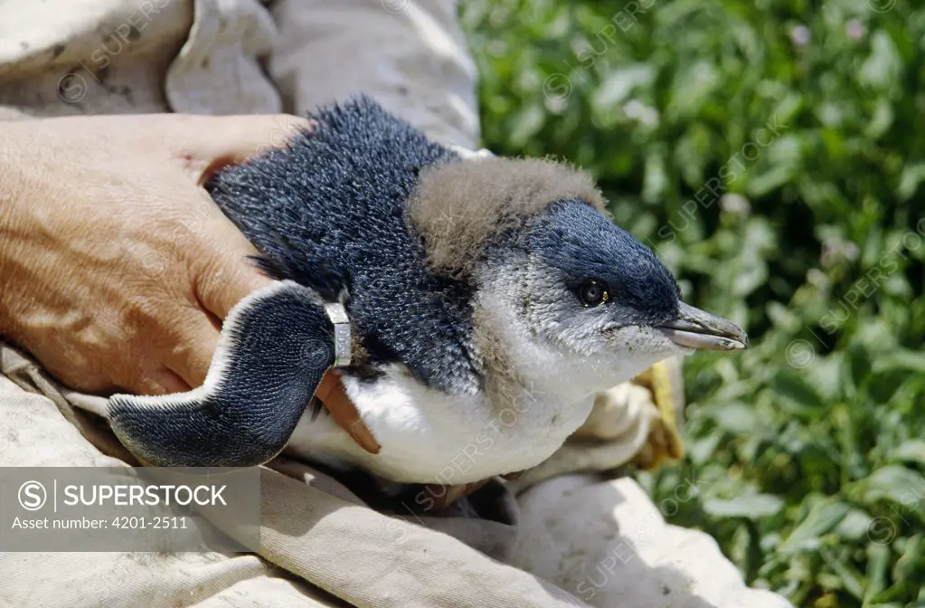 Little Blue Penguin (Eudyptula minor) biologist Phillip Duguesclin holding chick with new wing band, Port Campbell, Victoria, Australia