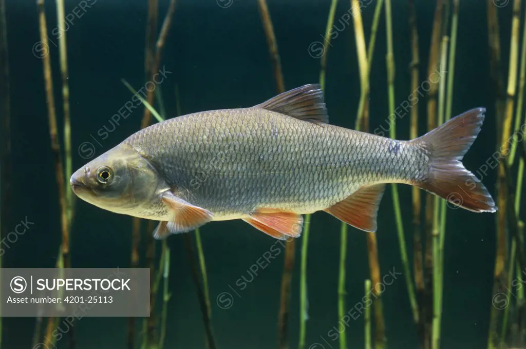 Ide (Leuciscus idus) freshwater game fish, Europe, introduced into North America and New Zealand