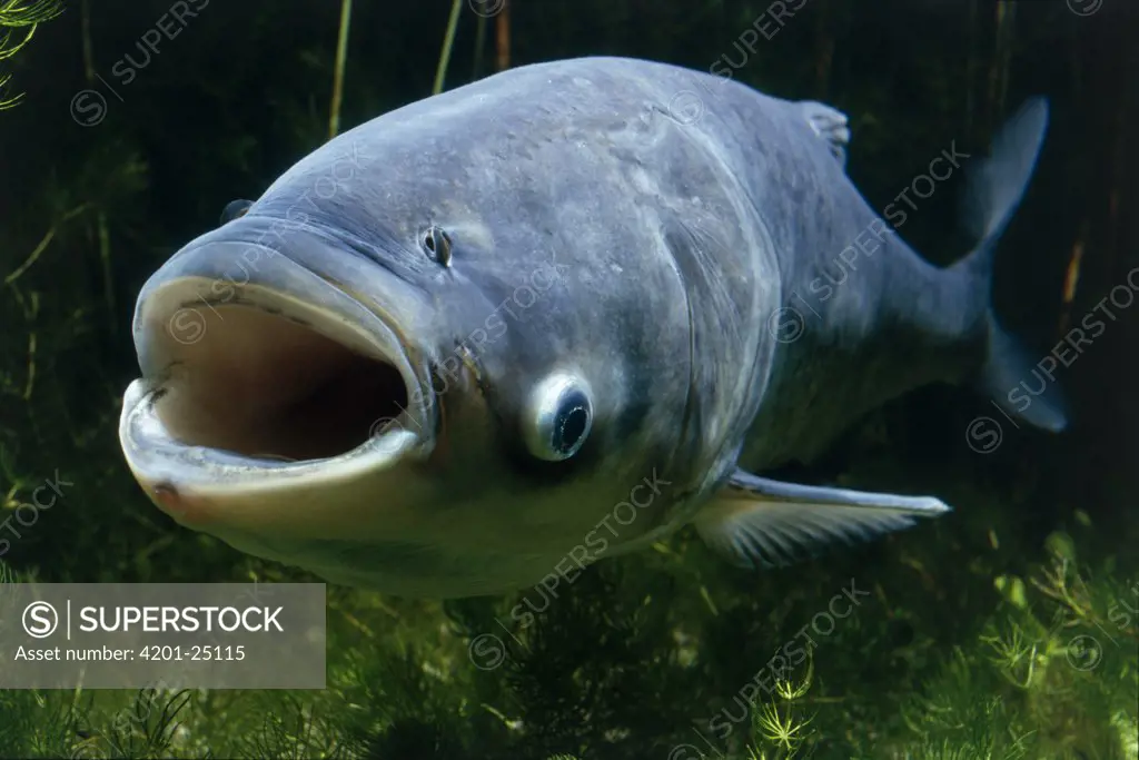 Big-headed Carp (Aristichthys nobilis) with open mouth, native to Asia introduced worldwide
