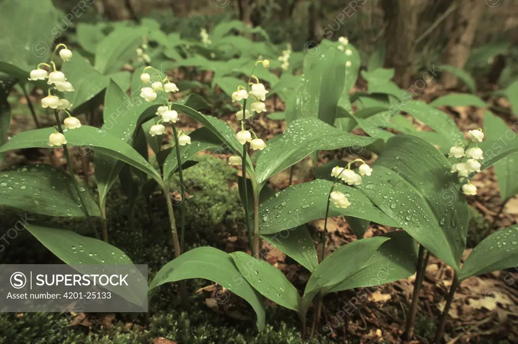 Lily of the Valley (Convallaria majalis) flowering, North America and Europe