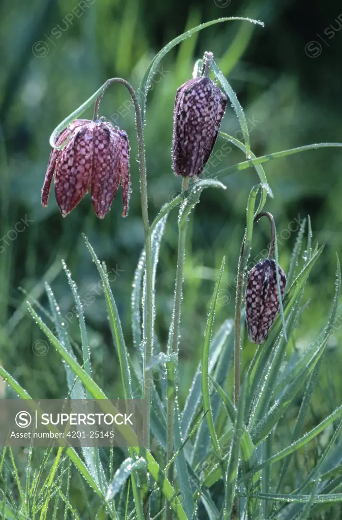 Checkered Lily (Fritillaria meleagris) flowering, North America and Europe