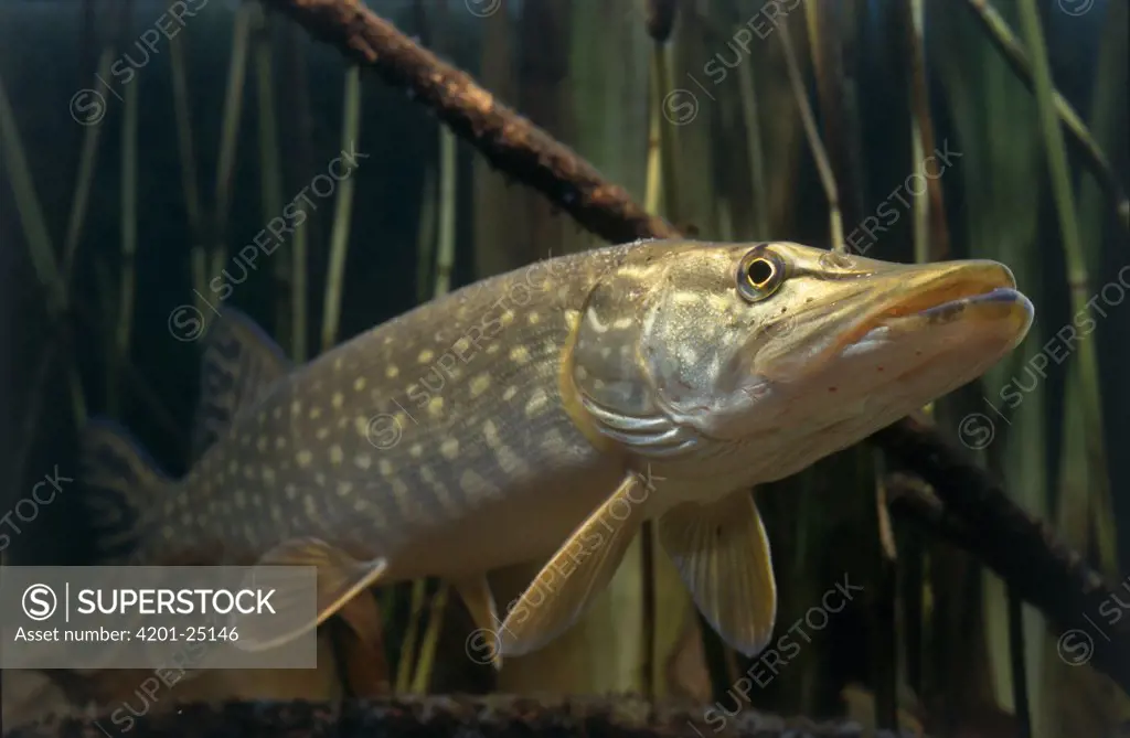 Northern Pike (Esox lucius) freshwater game fish found in northerly waters worldwide