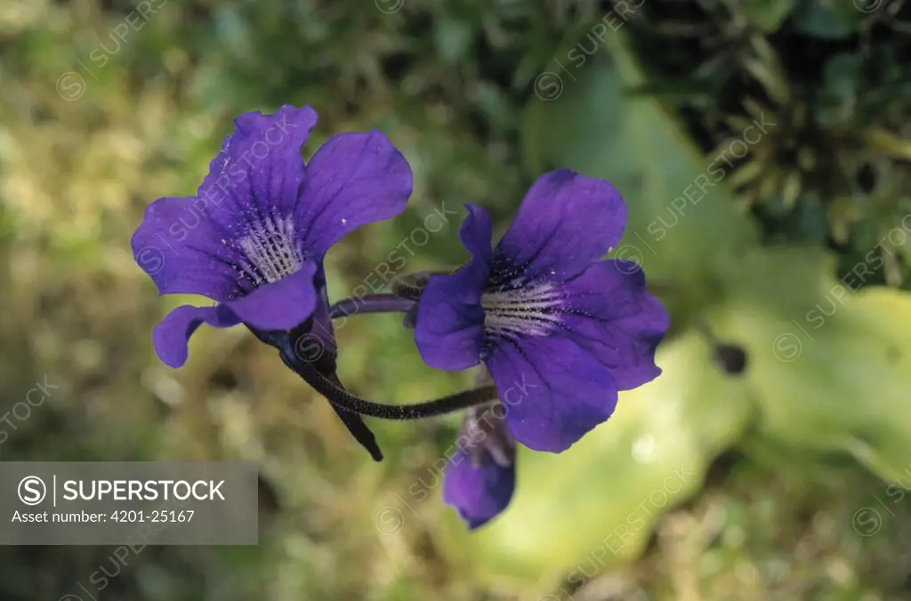 Common Butterwort (Pinguicula vulgaris) flowering, carnivorous plant ranging across North America, Asia and Europe