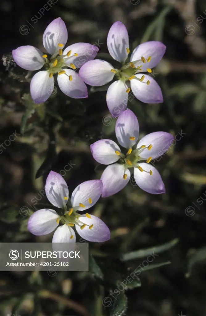 Salt Sandspurry (Spergularia salina) flowers