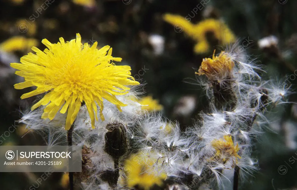 Field Sowthistle (Sonchus arvensis) flower and seeds dispersing from fruiting head