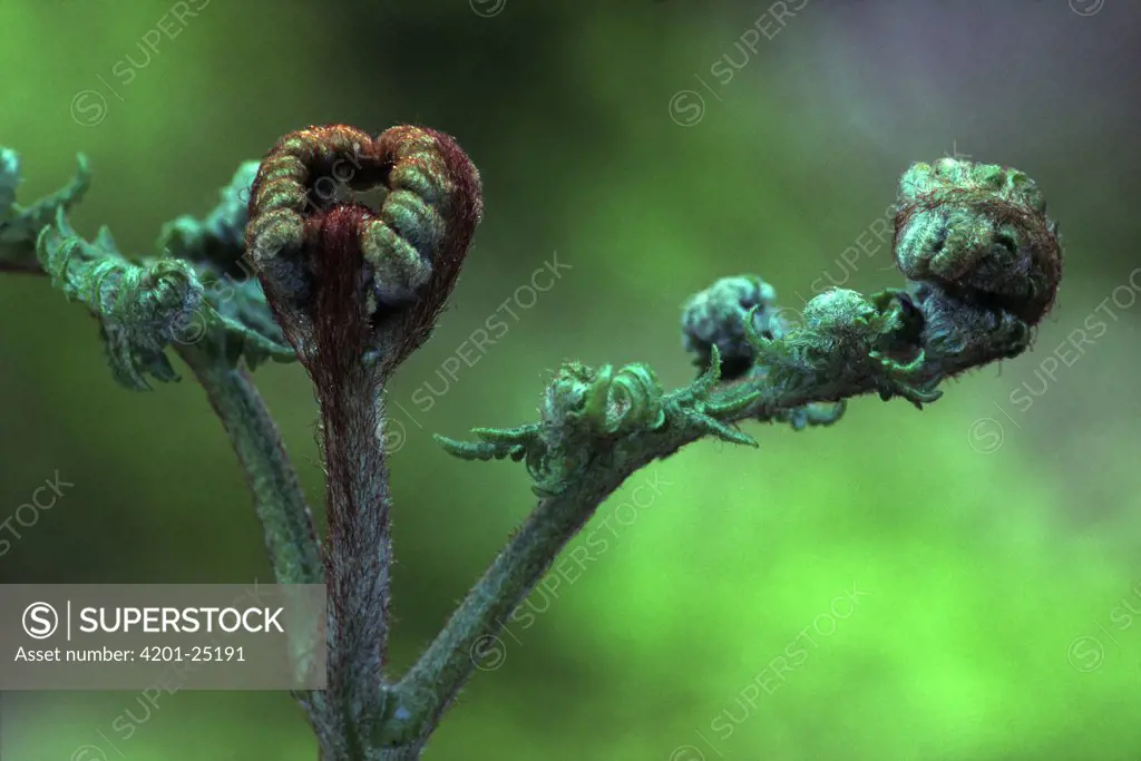 Bracken Fern (Pteridium aquilinum) young fiddleheads opening, worldwide distribution