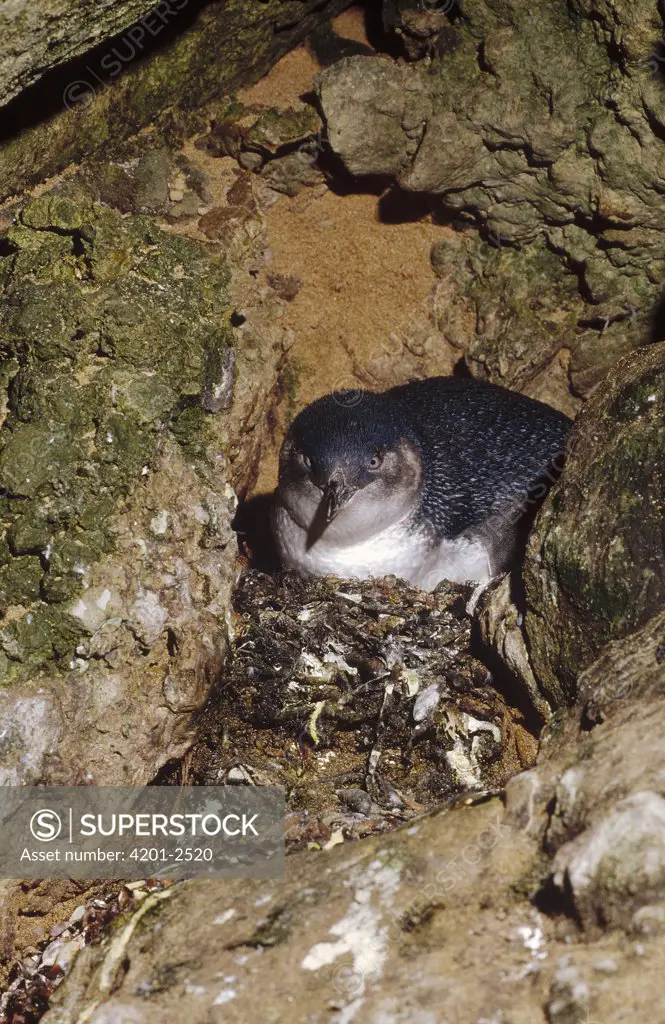 Little Blue Penguin (Eudyptula minor) on nest in a crevice between rocks rather than a burrow, Port Campbell, Victoria, Australia