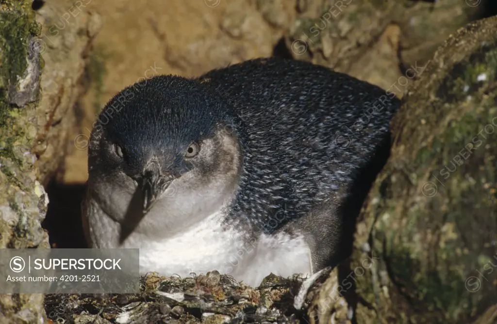 Little Blue Penguin (Eudyptula minor) on nest in a crevice between rocks instead of a burrow, Port Campbell, Victoria, Australia