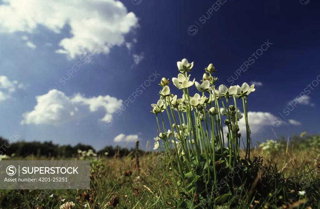 Parnassus Grass (Parnassia palustris) flowering