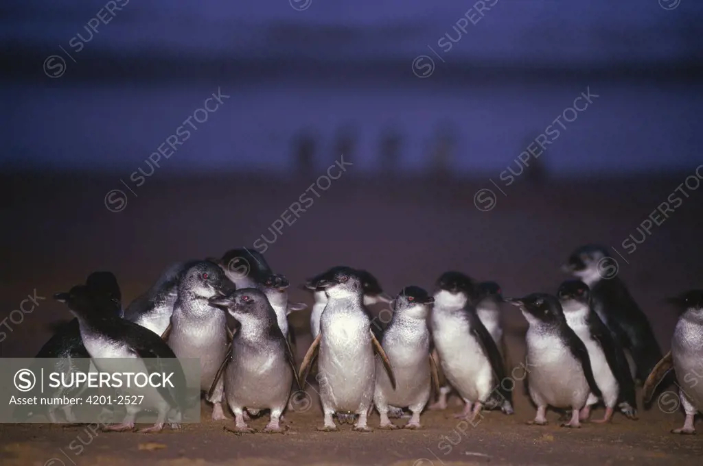 Little Blue Penguin (Eudyptula minor) group coming ashore at dusk after hunting, Port Campbell, Victoria, Australia