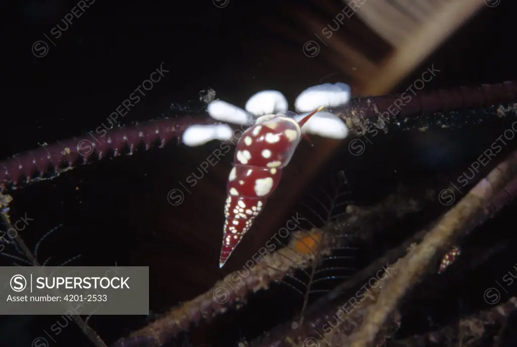 Snail (Annulobalcis sp) laying eggs on a cirri of its Crinoid host, Bali, Indonesia