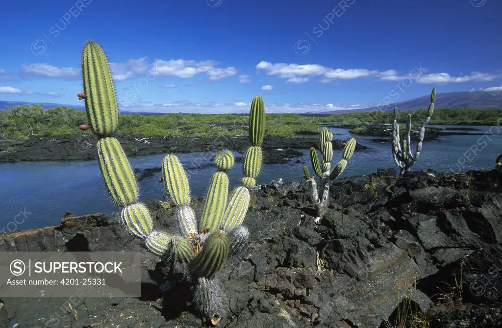 Giant Candelabra Cactus (Jasminocereus thouarsii), Isabella Island, Galapagos Islands, Ecuador