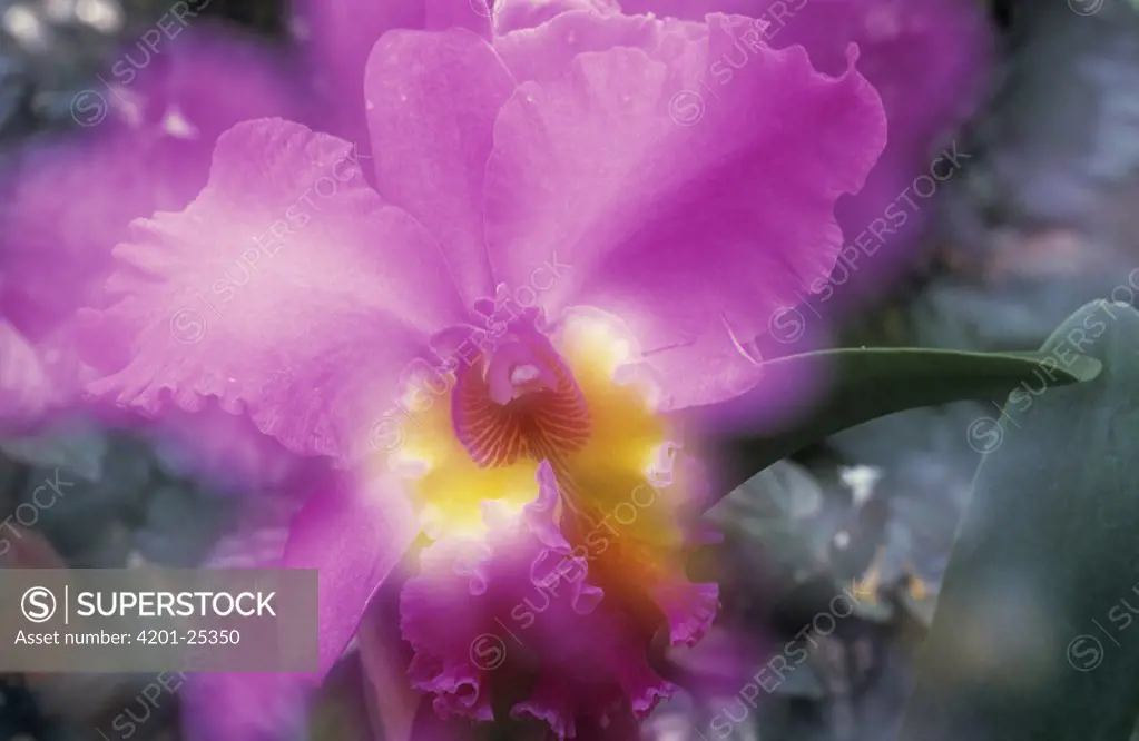 Orchid (Epidendrum latilabre) close up, Botanical Garden of Oahu, Hawaii