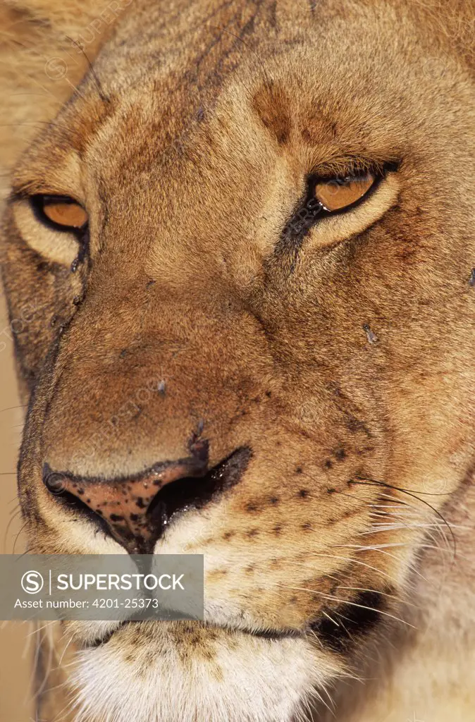 African Lion (Panthera leo) female, Africa