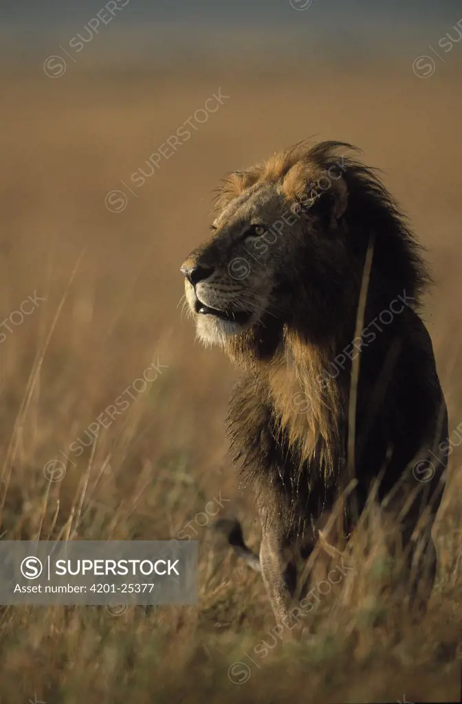 African Lion (Panthera leo), Africa