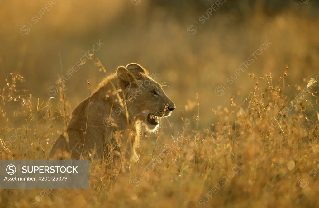 African Lion (Panthera leo) female, Africa