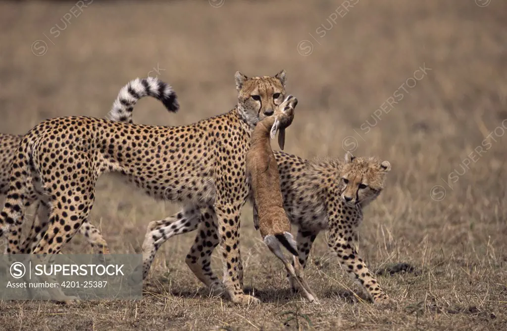 Cheetah (Acinonyx jubatus) pair with Thomson's Gazelle (Gazella thomsoni) calf prey, Africa