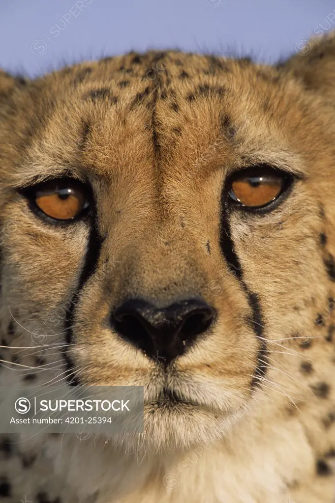 Cheetah (Acinonyx jubatus) close up of face showing 'tear mark' pattern, Africa