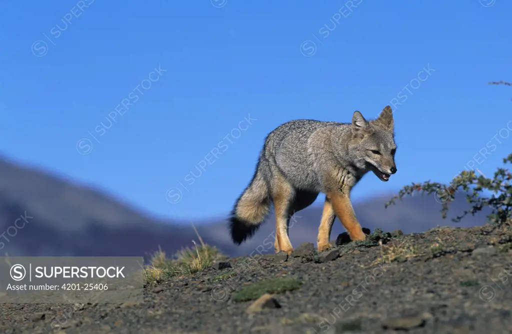 South American Gray Fox (Lycalopex griseus) walking over bare ground, Patagonia, Argentina