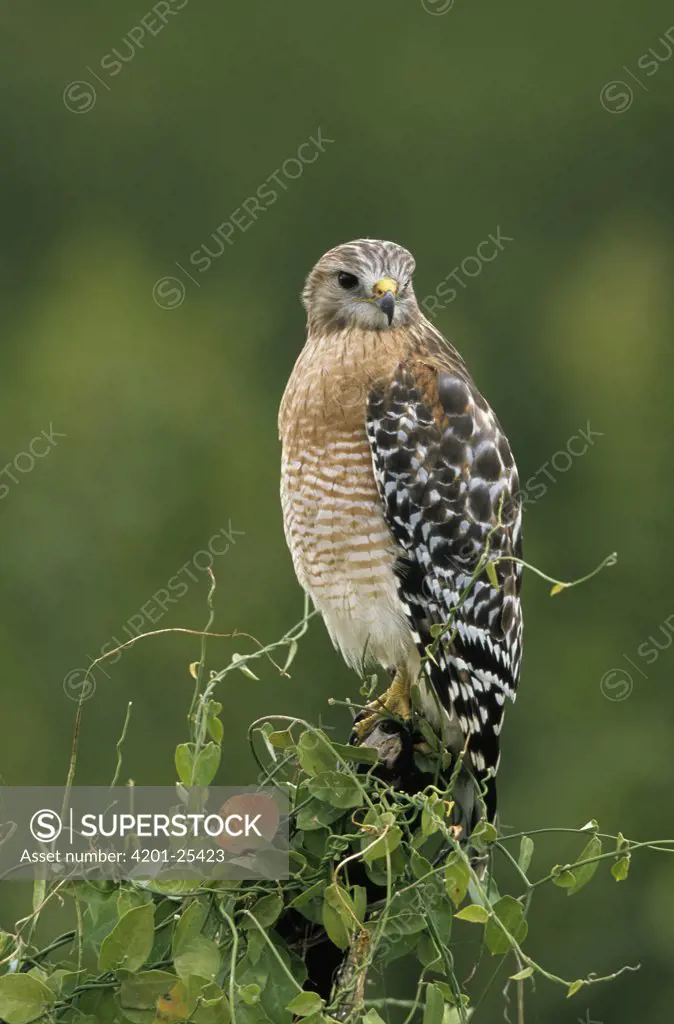 Red-shouldered Hawk (Buteo lineatus) perching on vine-covered fence post, North America