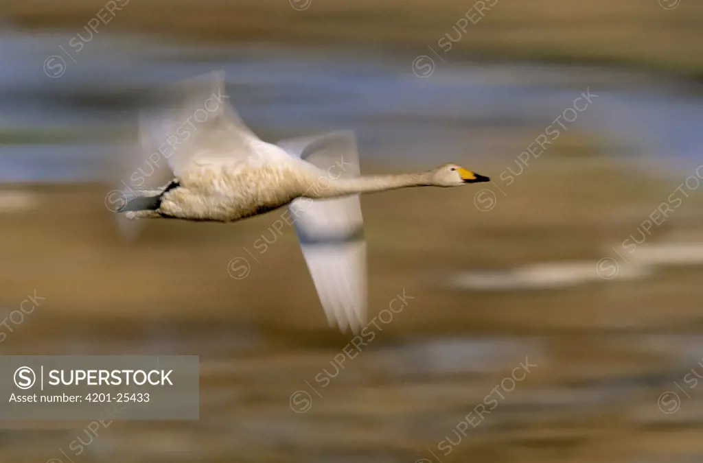 Whooper Swan (Cygnus cygnus) flying, ranges in the palearctic, winters to Indian and southeastern China
