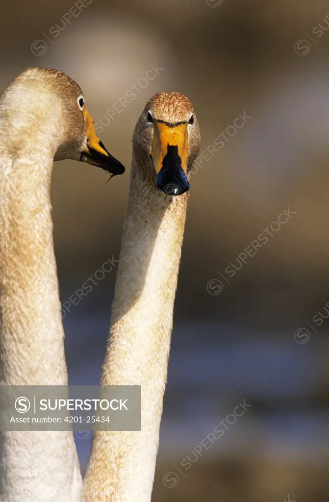 Whooper Swan (Cygnus cygnus) pair interacting, ranges in the palearctic, winters to Indian and southeastern China