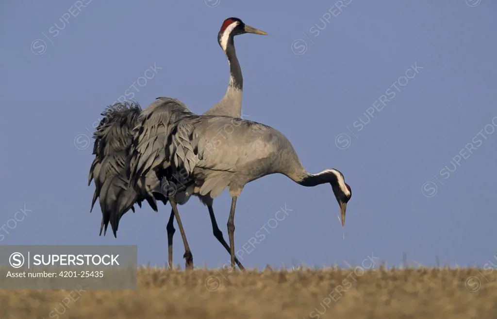 Common Crane (Grus grus) pair, Europe