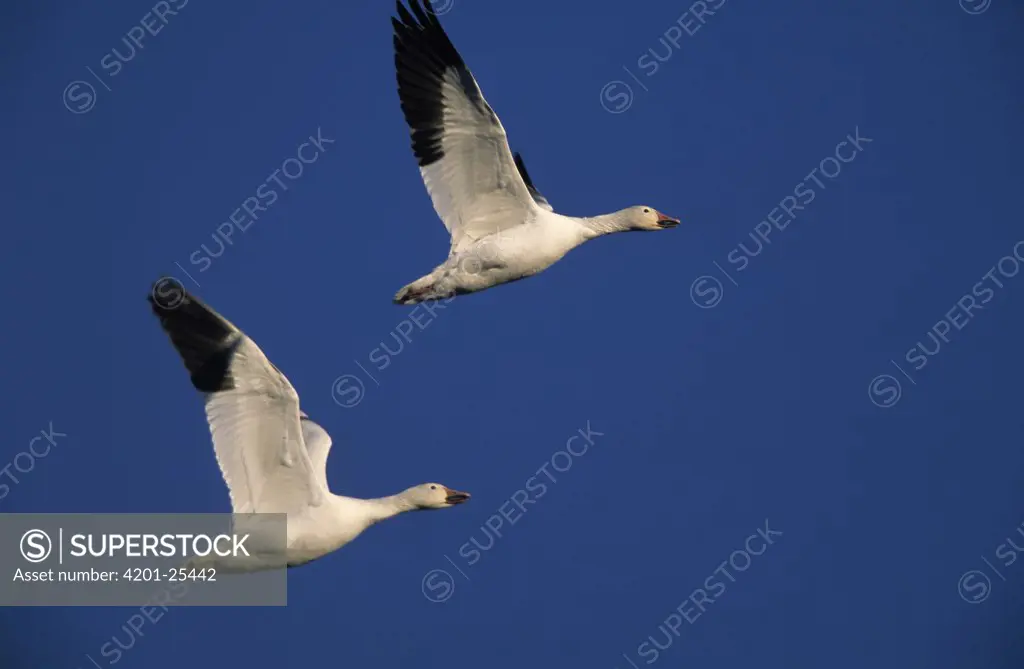 Snow Goose (Chen caerulescens) pair flying during migration, North America